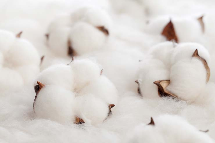 Cotton